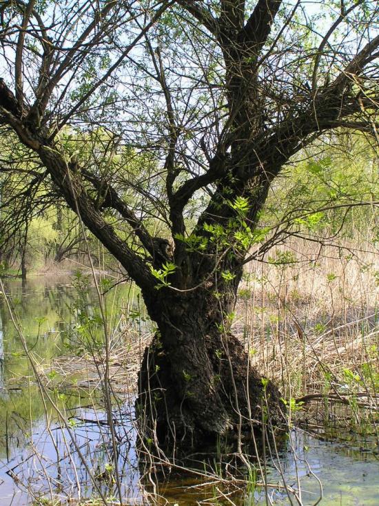 Кринки з panoramio.com - Кринки