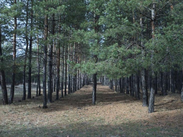 Красний Лиман з panoramio.com - Krasny Lyman