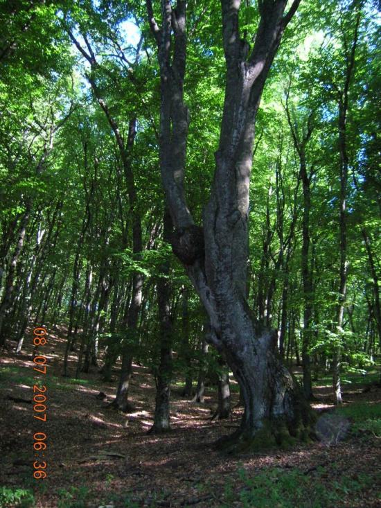 Гончарне з panoramio.com - Гончарне
