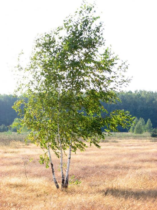 Малійки з panoramio.com - Maliyky