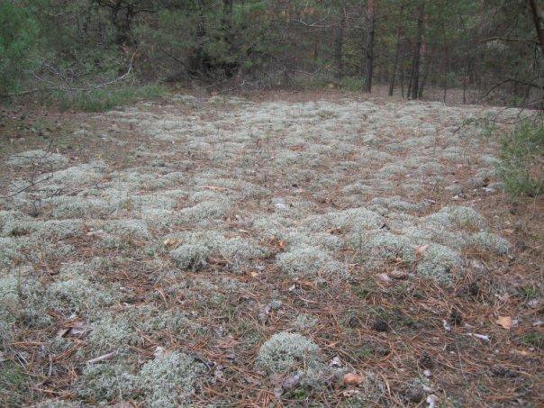 Воронове з panoramio.com - Воронове