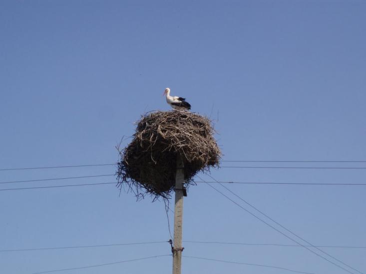 Софіївка з panoramio.com - Софіївка