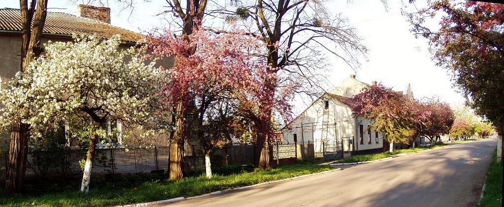 Чоп з panoramio.com - Чоп