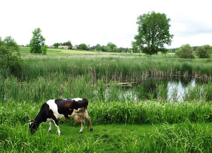 Карпівці з panoramio.com - Карпівці