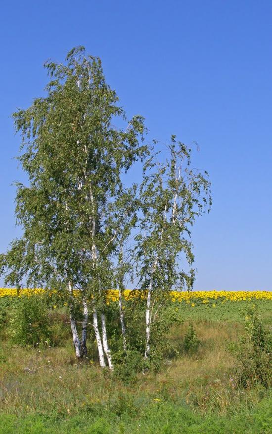 Гераськівка з panoramio.com - Гераськівка