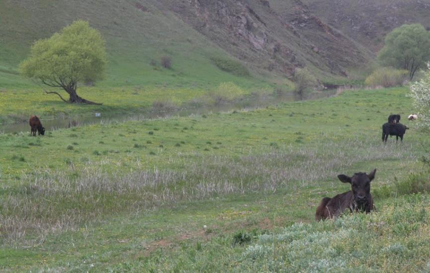 Кременівка з panoramio.com - Кременівка