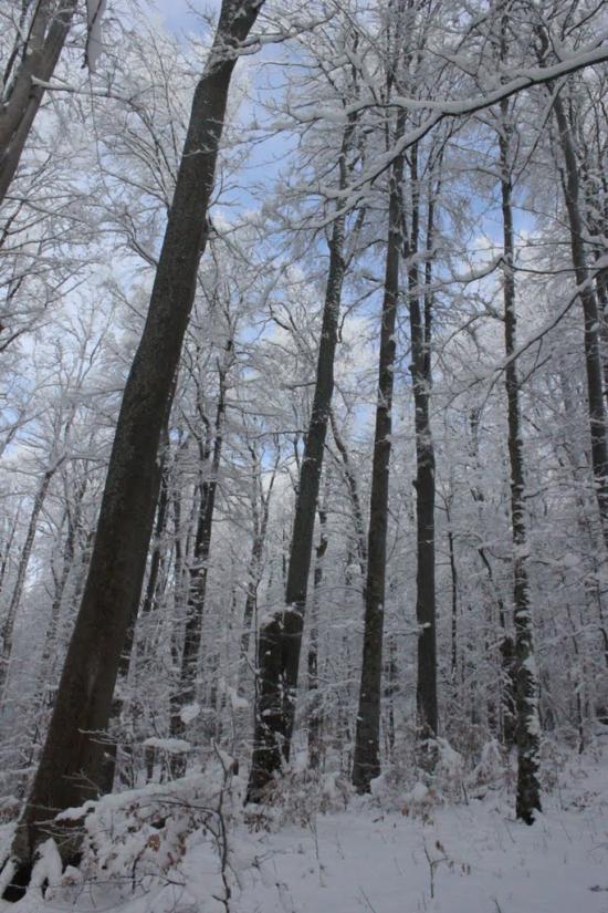 Кваси з panoramio.com - Квасы