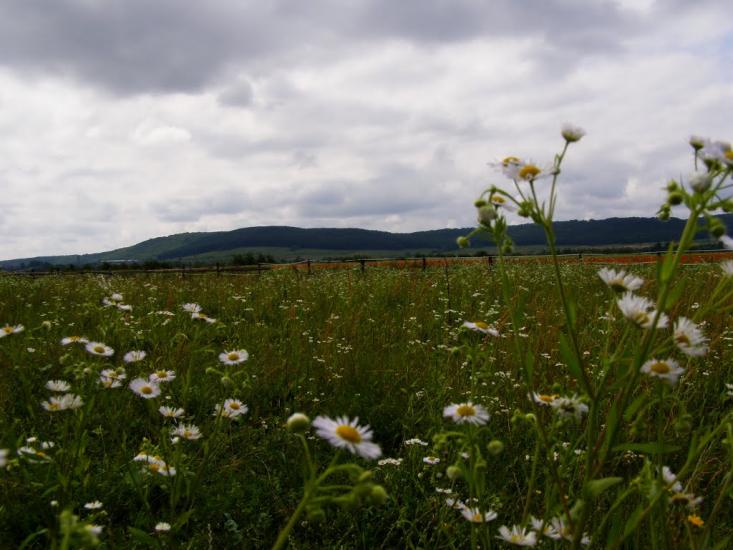 Воля-Висоцька з panoramio.com - Volya-Vysotska