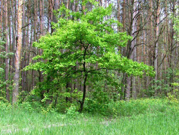 Устинкова Гребля з panoramio.com - Устинкова Гребля