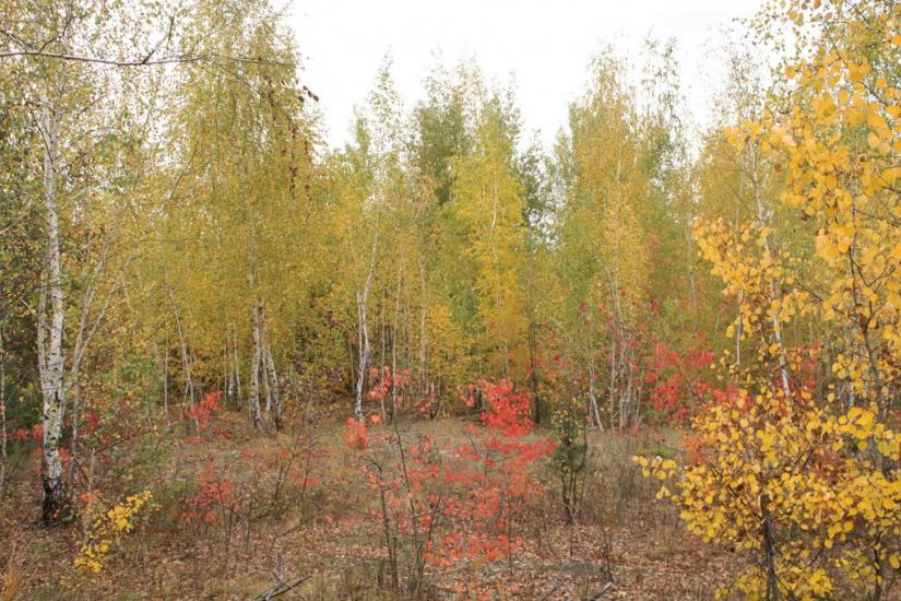 Чугуїв з panoramio.com - Чугуев