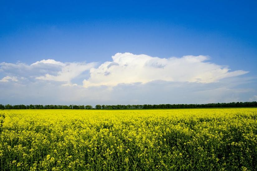 Лукашеве з panoramio.com - Лукашеве
