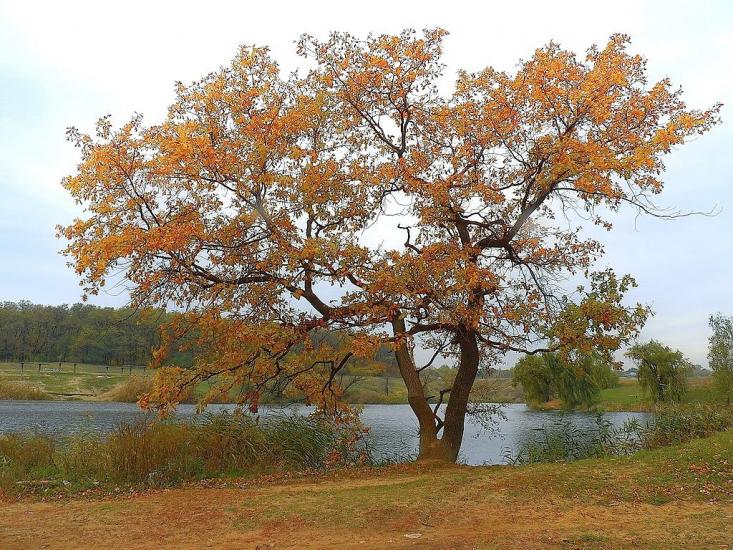 Каютине з panoramio.com - Kayutyne