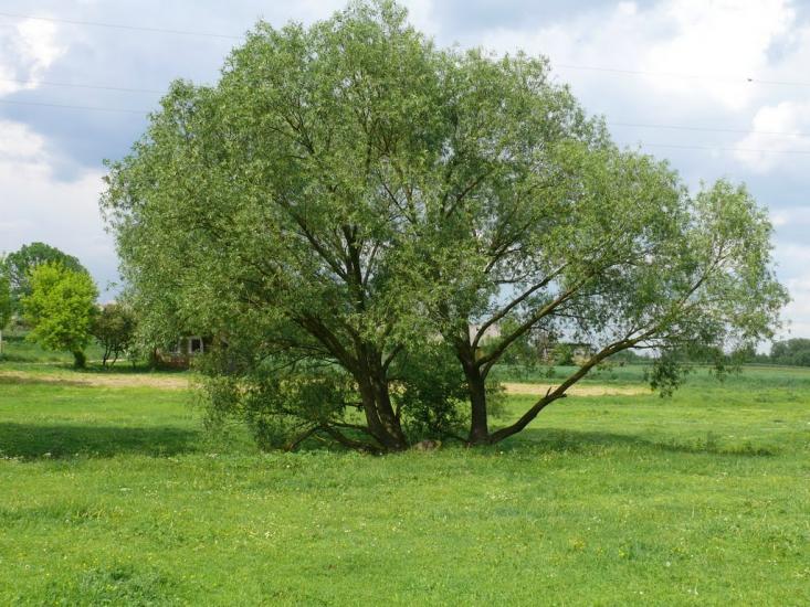 Плоске з panoramio.com - Плоске