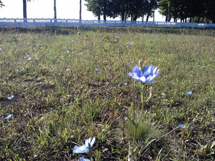 Великі Крушлинці з panoramio.com - Великі Крушлинці