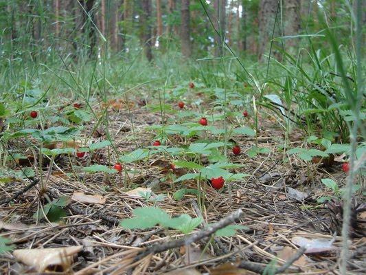Задонецьке з panoramio.com - Zadonetske