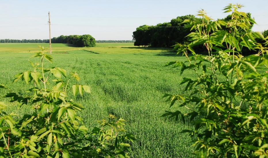 Михайлівка з panoramio.com - Михайлівка