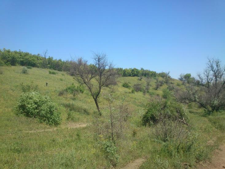 Орджонікідзе з panoramio.com - Орджоникидзе