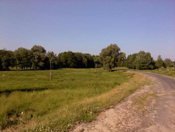 Верба з panoramio.com - Верба