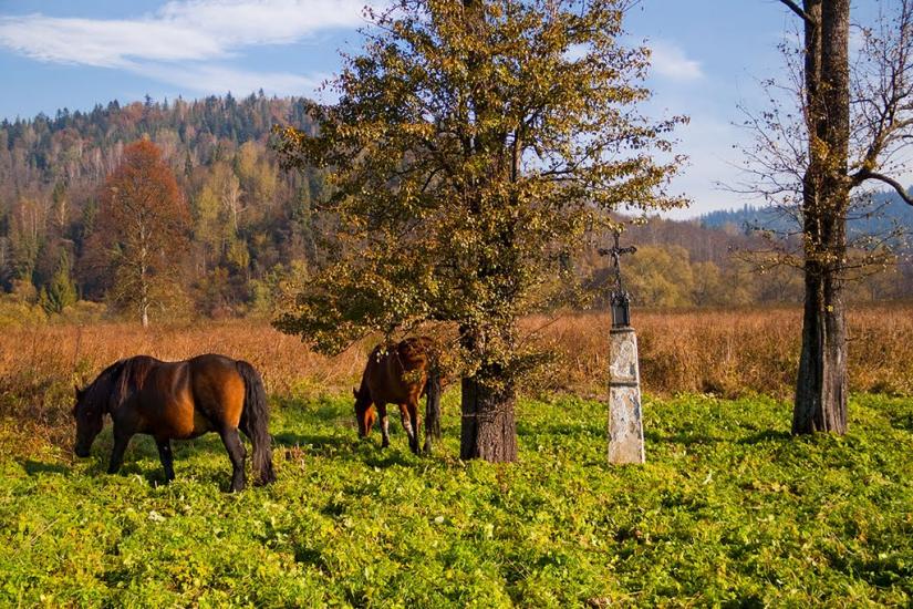 Шандровець з panoramio.com - Шандровець