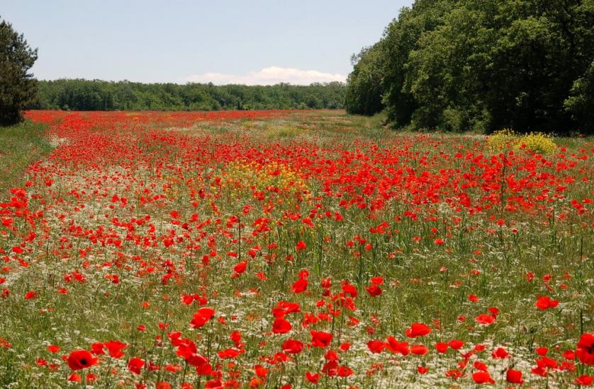 Долинне з panoramio.com - Долинне