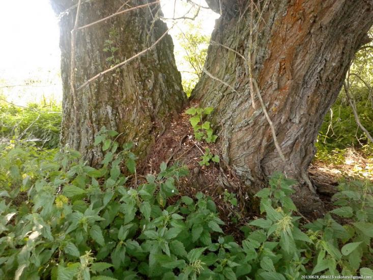 Переяслівка з panoramio.com - Переяслівка