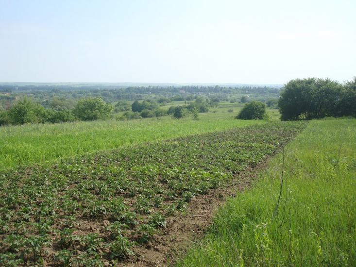 Давидківці з panoramio.com - Давидківці
