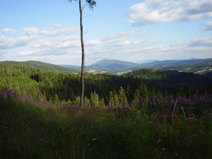 Орява з panoramio.com - Орява