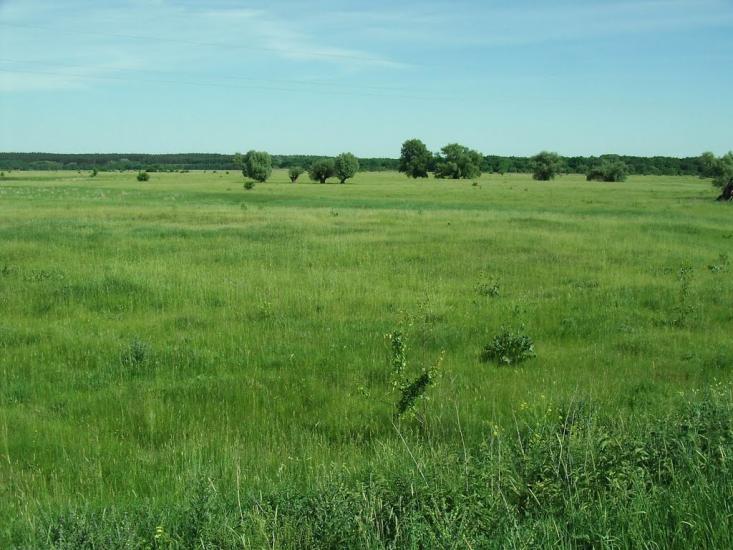 Приліпка з panoramio.com - Прилипка