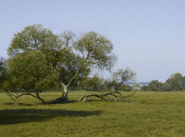 Чорногородка з panoramio.com - Чорногородка