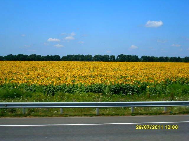 Червонознам'янка з panoramio.com - Червонознаменка