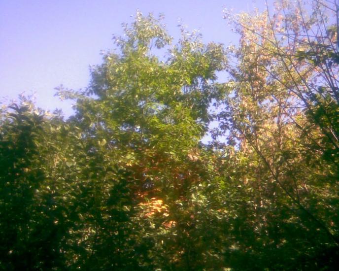 Сухоліси з panoramio.com - Sukholisy