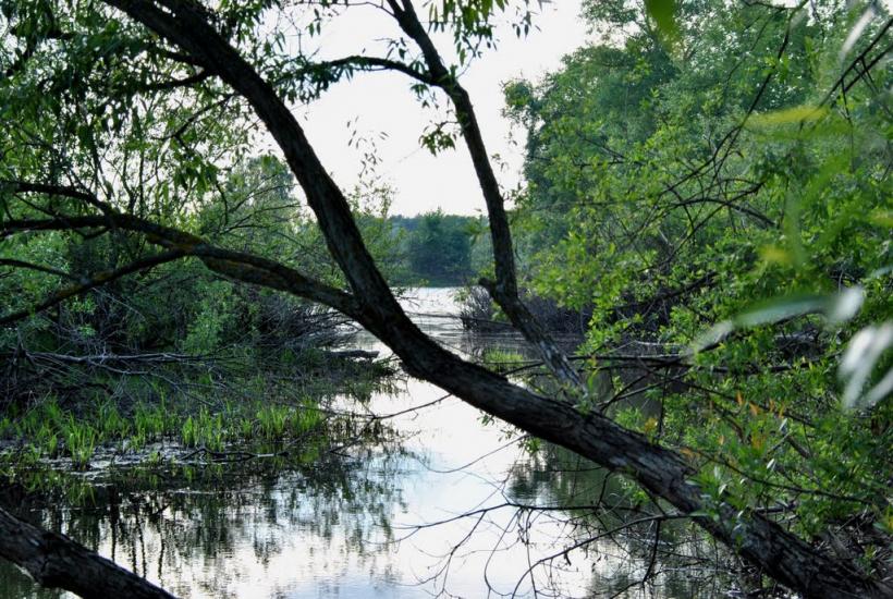Адамчуки з panoramio.com - Адамчуки