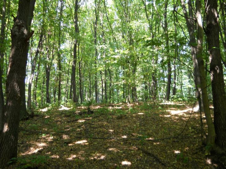 Кошляки з panoramio.com - Кошляки
