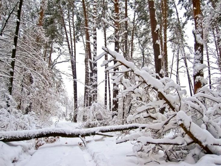 Пугачівка з panoramio.com - Пугачівка