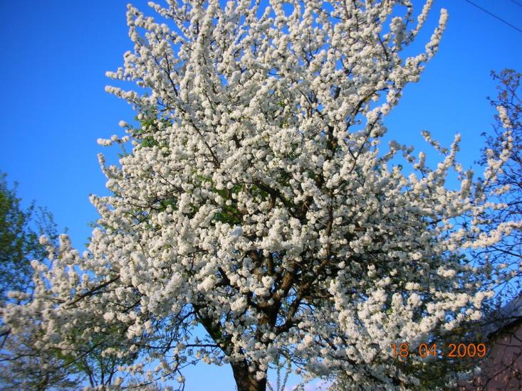 Малий Раковець з panoramio.com - Малый Раковец