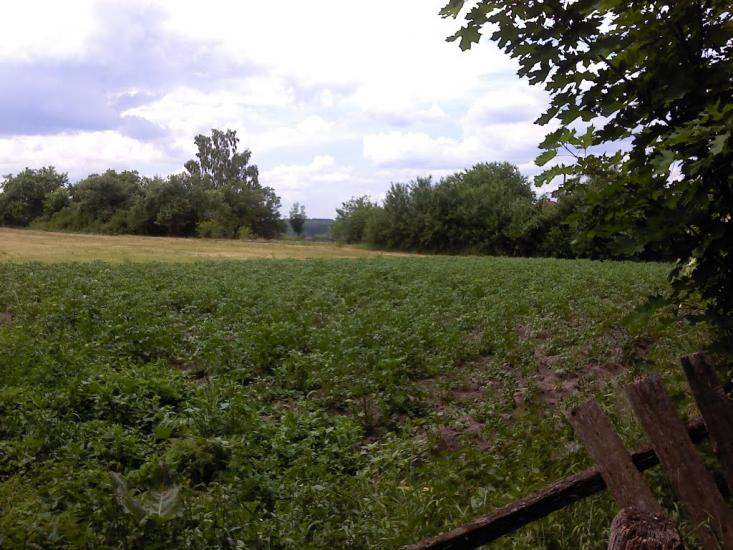 Верба з panoramio.com - Верба