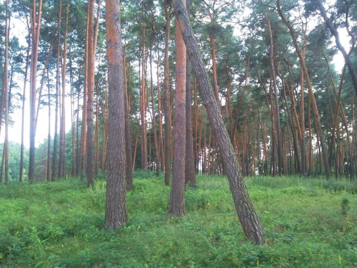 Іволжанське з panoramio.com - Иволжанское