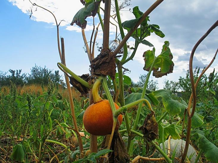 Суворовське з panoramio.com - Суворовське