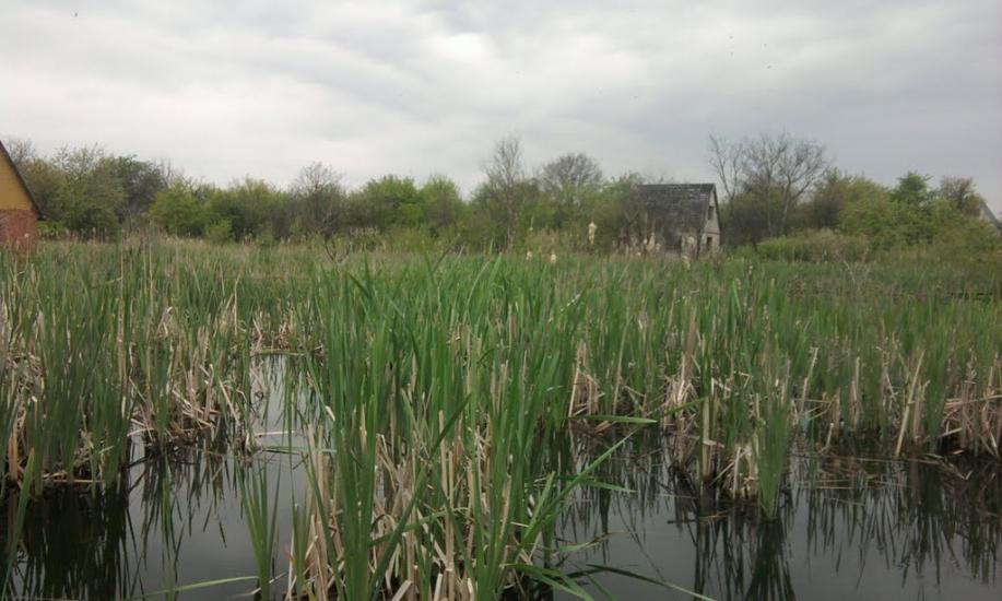 Грибовиця з panoramio.com - Грибовиця