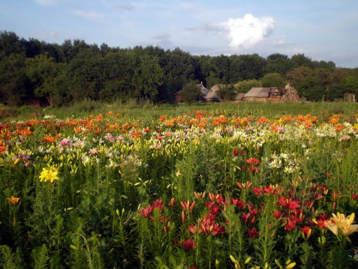 Клин з panoramio.com - Клин