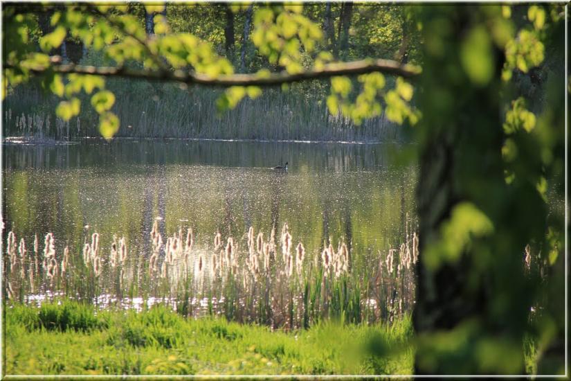 Волошинівка з panoramio.com - Волошинівка