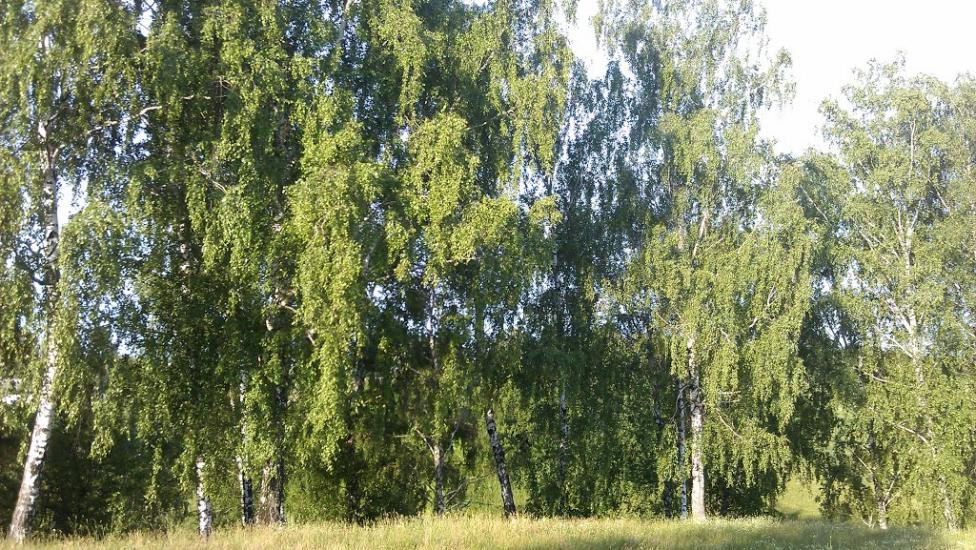 Понорниця з panoramio.com - Понорница