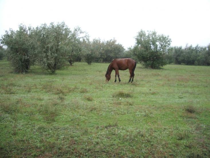 Калачівка з panoramio.com - Калачівка