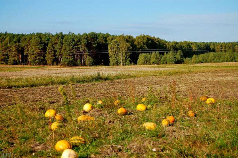 Велика Ведмежка з panoramio.com - Великая Ведмежка