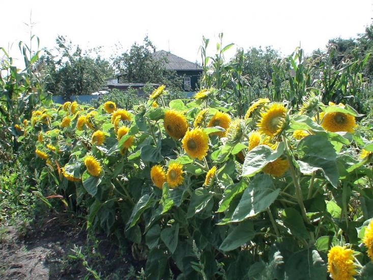 Попівка з panoramio.com - Поповка