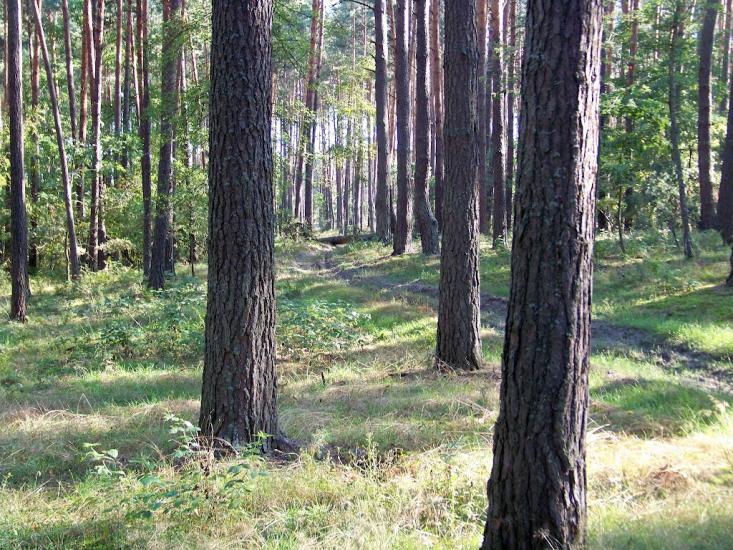Кролевець з panoramio.com - Кролевец