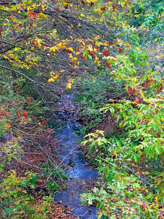 Вишня з panoramio.com - Вишня