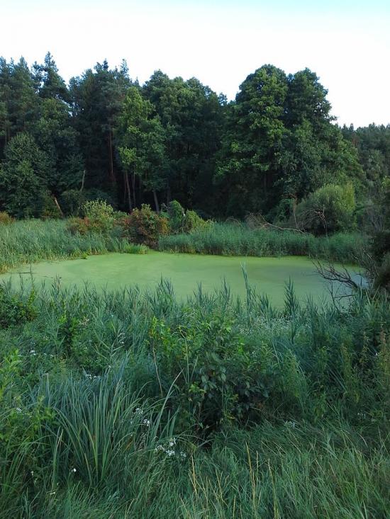 Скригалівка з panoramio.com - Скригалівка