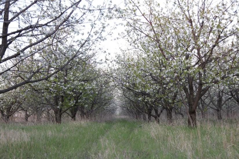Володимирівка з panoramio.com - Владимировка