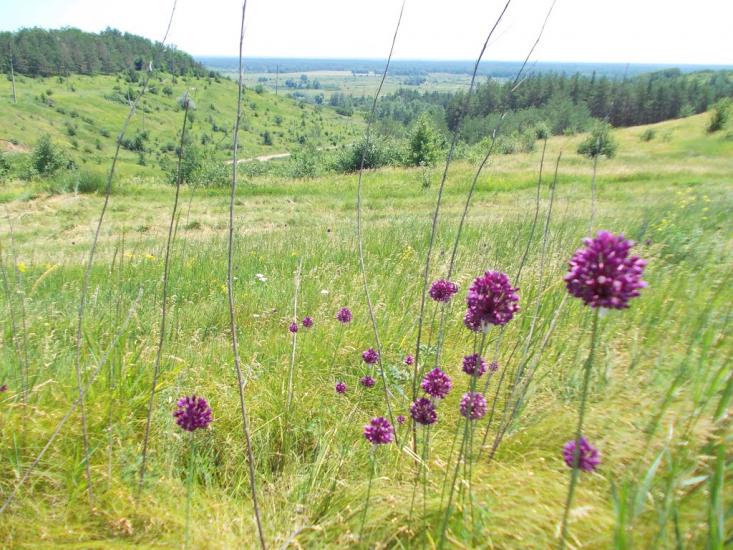 Великі Будища з panoramio.com - Великие Будища